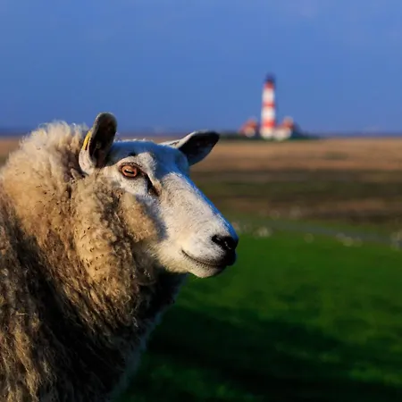 Schaeferhof Dircks 3 Westerhever