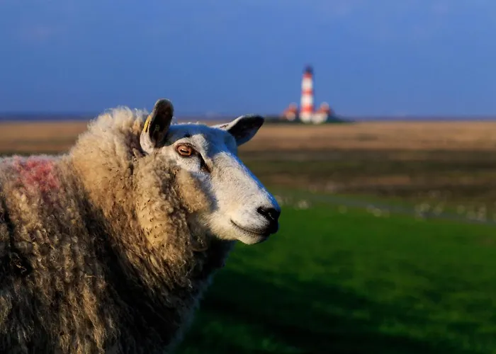 Schaeferhof Dircks 3 Appartement *